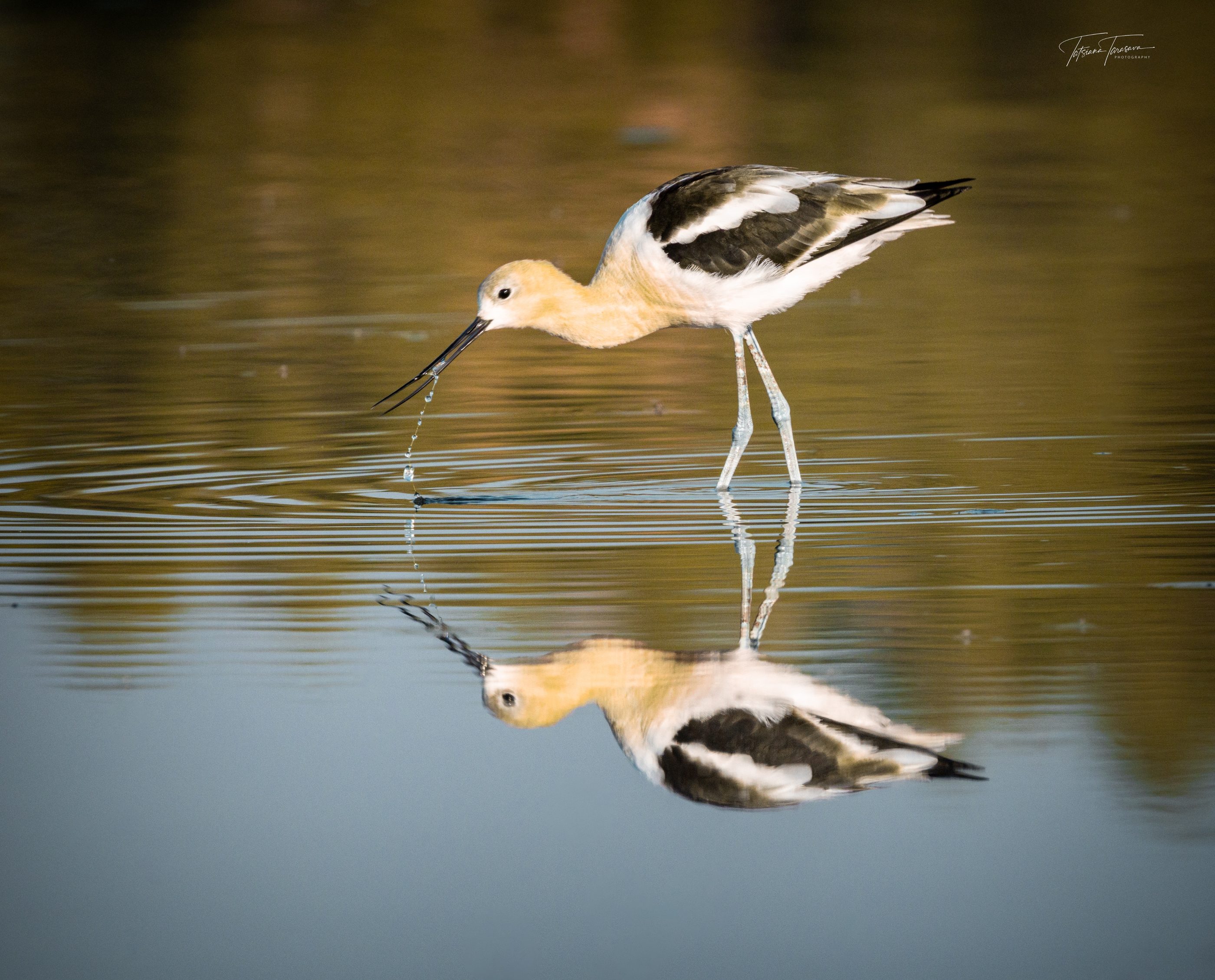 An American avocet with a drop falling from its bill, reflection below