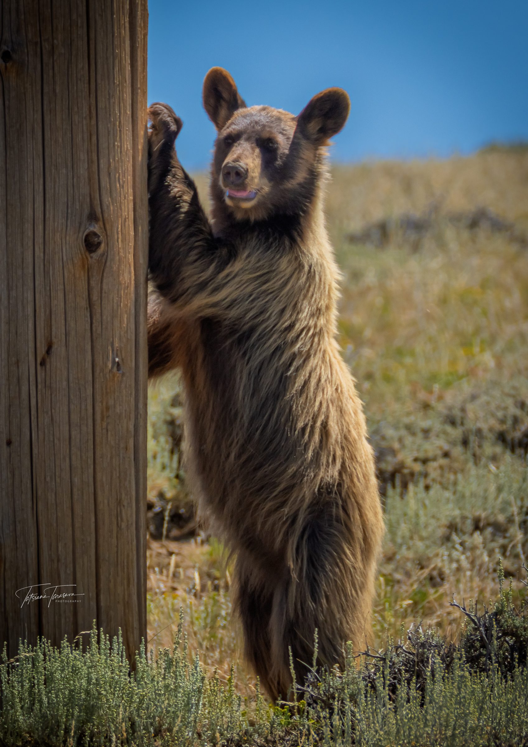 A young black bear standing upright against a wooden post