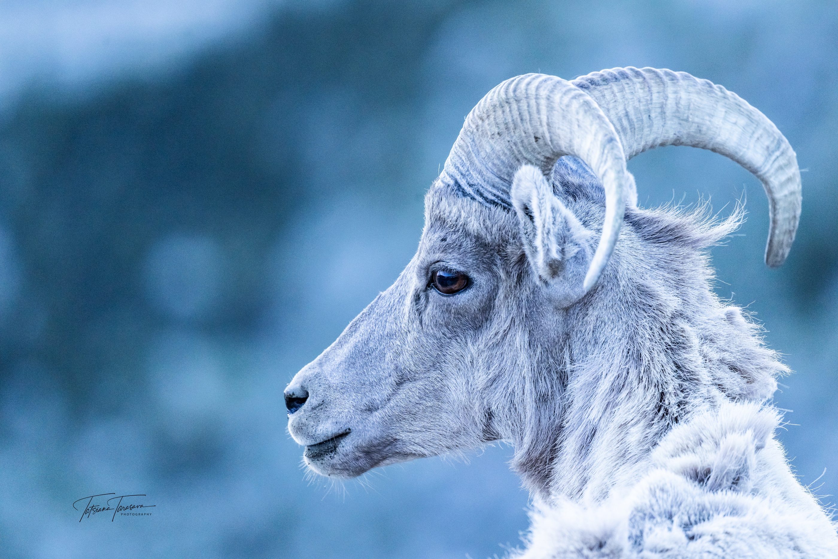 A Rocky Mountain bighorn ram in profile against blue winter light