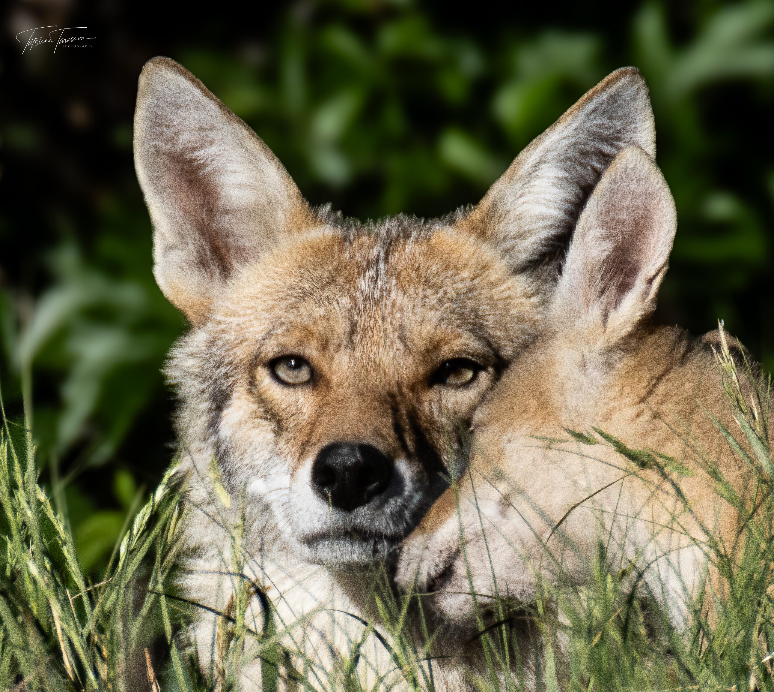 A coyote looking at the camera, another pressed against its cheek in the grass