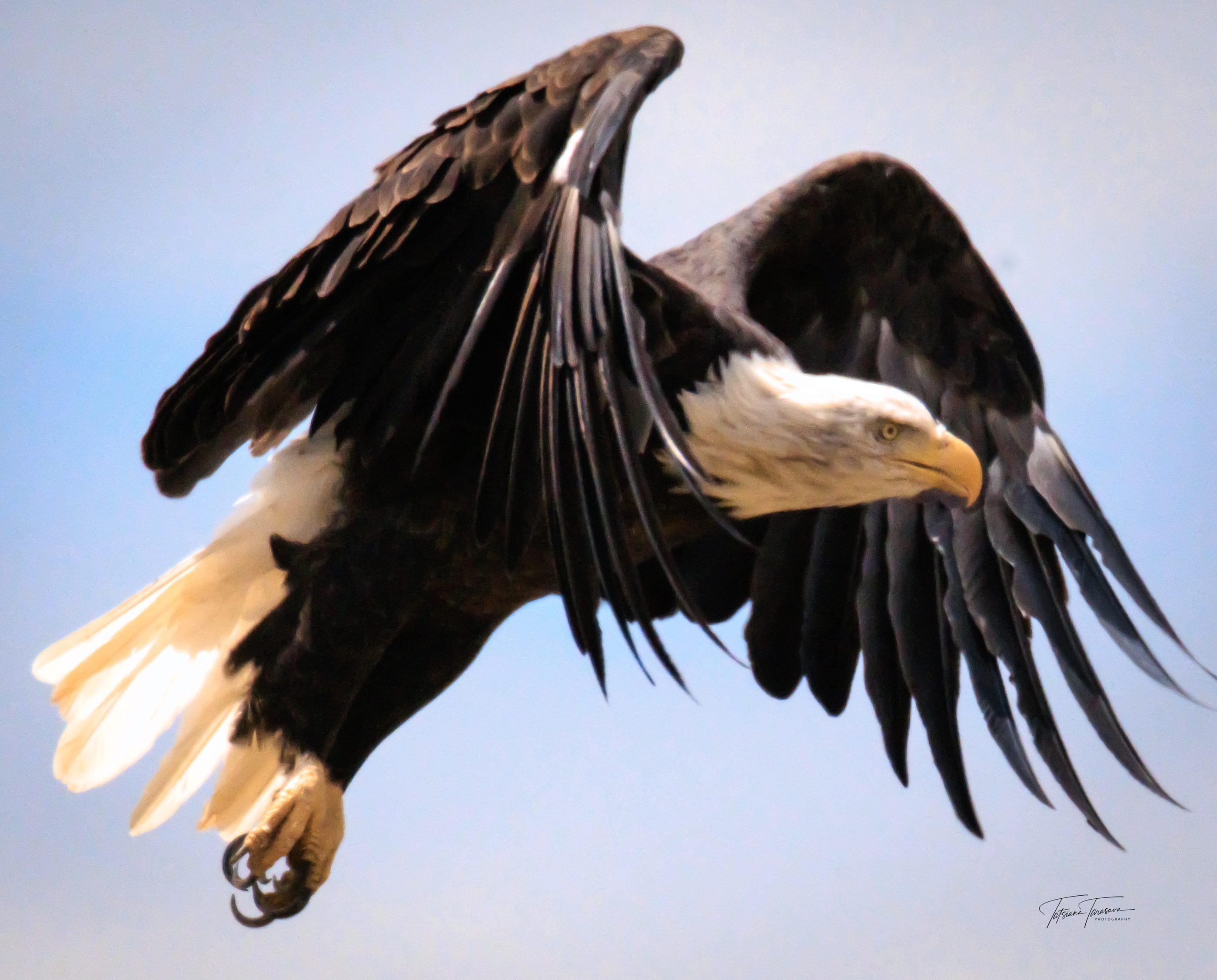 A bald eagle in flight against a pale sky