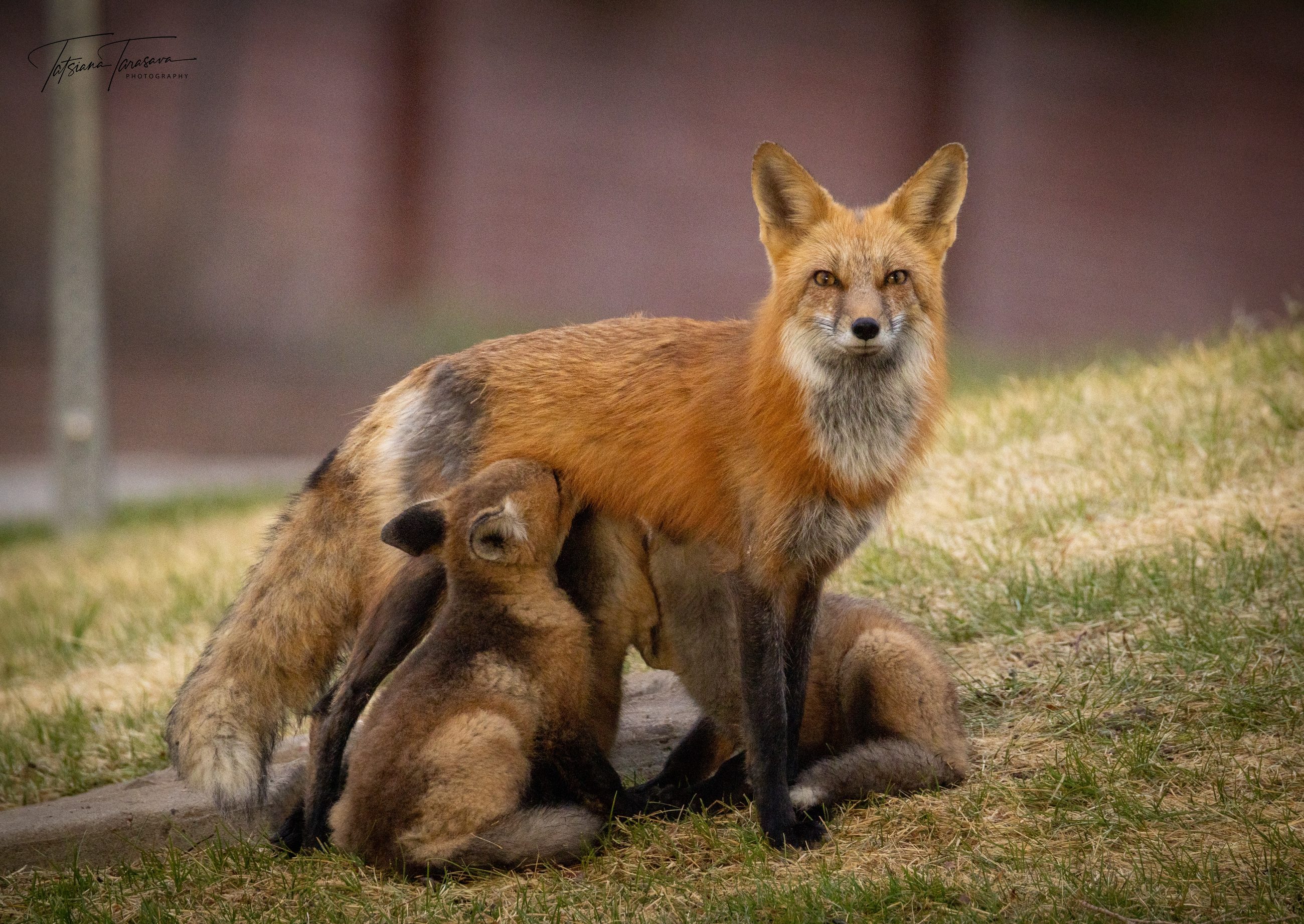 A red fox vixen nursing kits, looking at the camera
