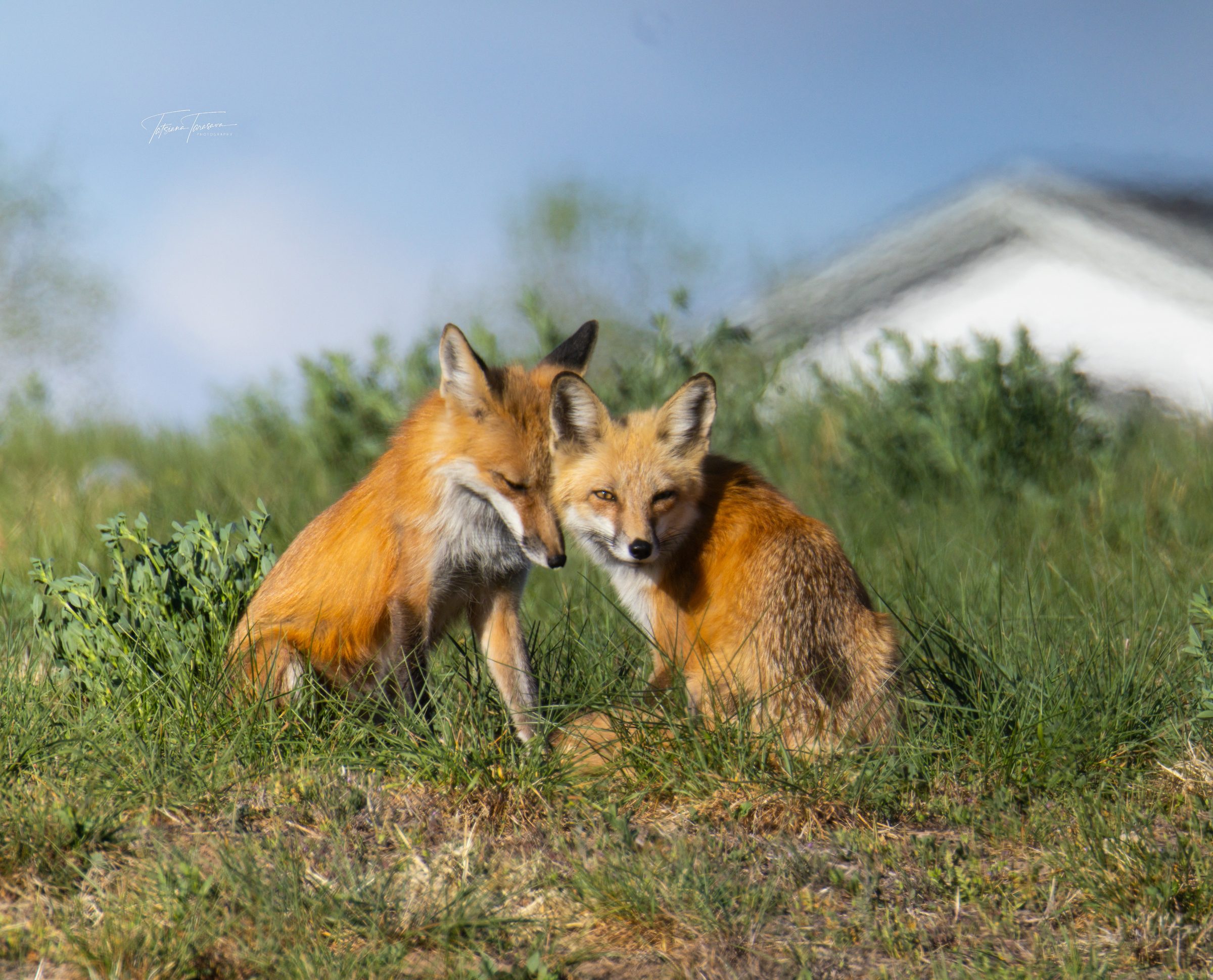 Two red foxes close together, one leaning into the other