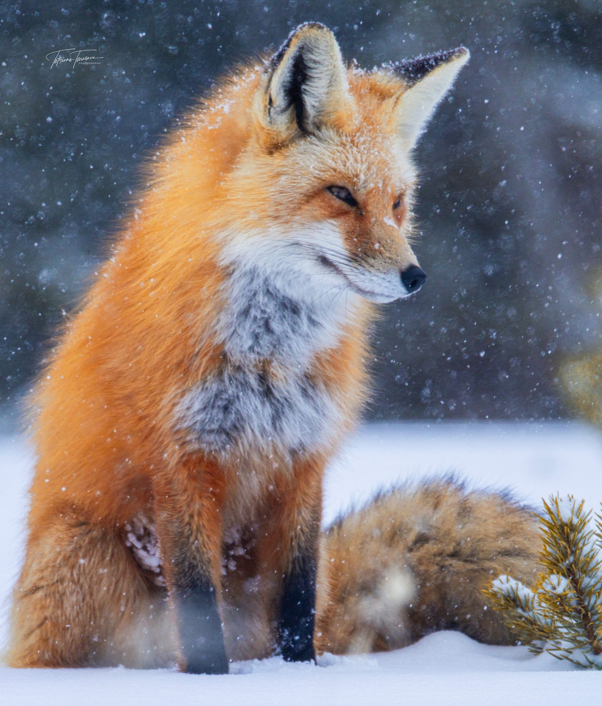 A red fox sitting in falling snow, looking to the side