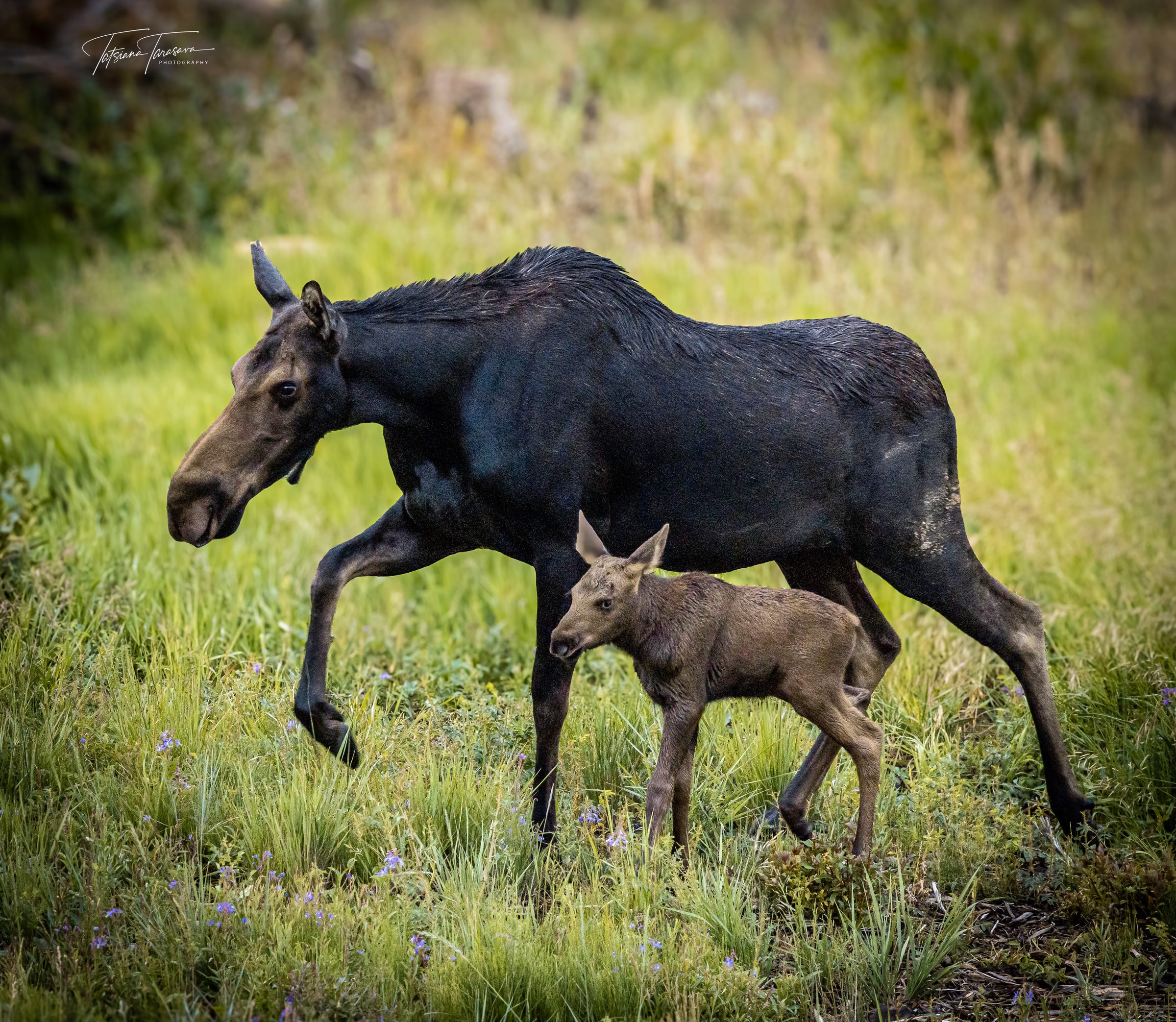 A moose cow walking with a calf behind her