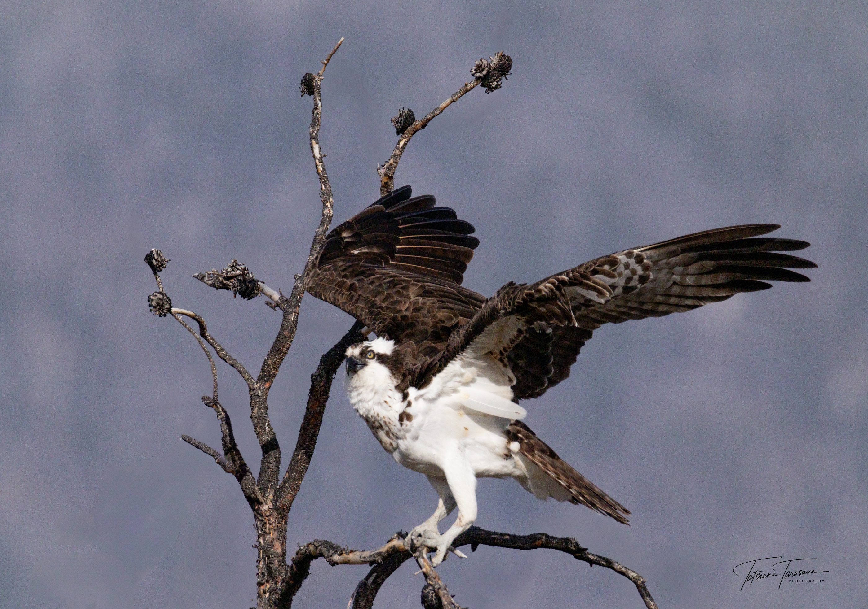 An osprey on a dead tree with wings spread