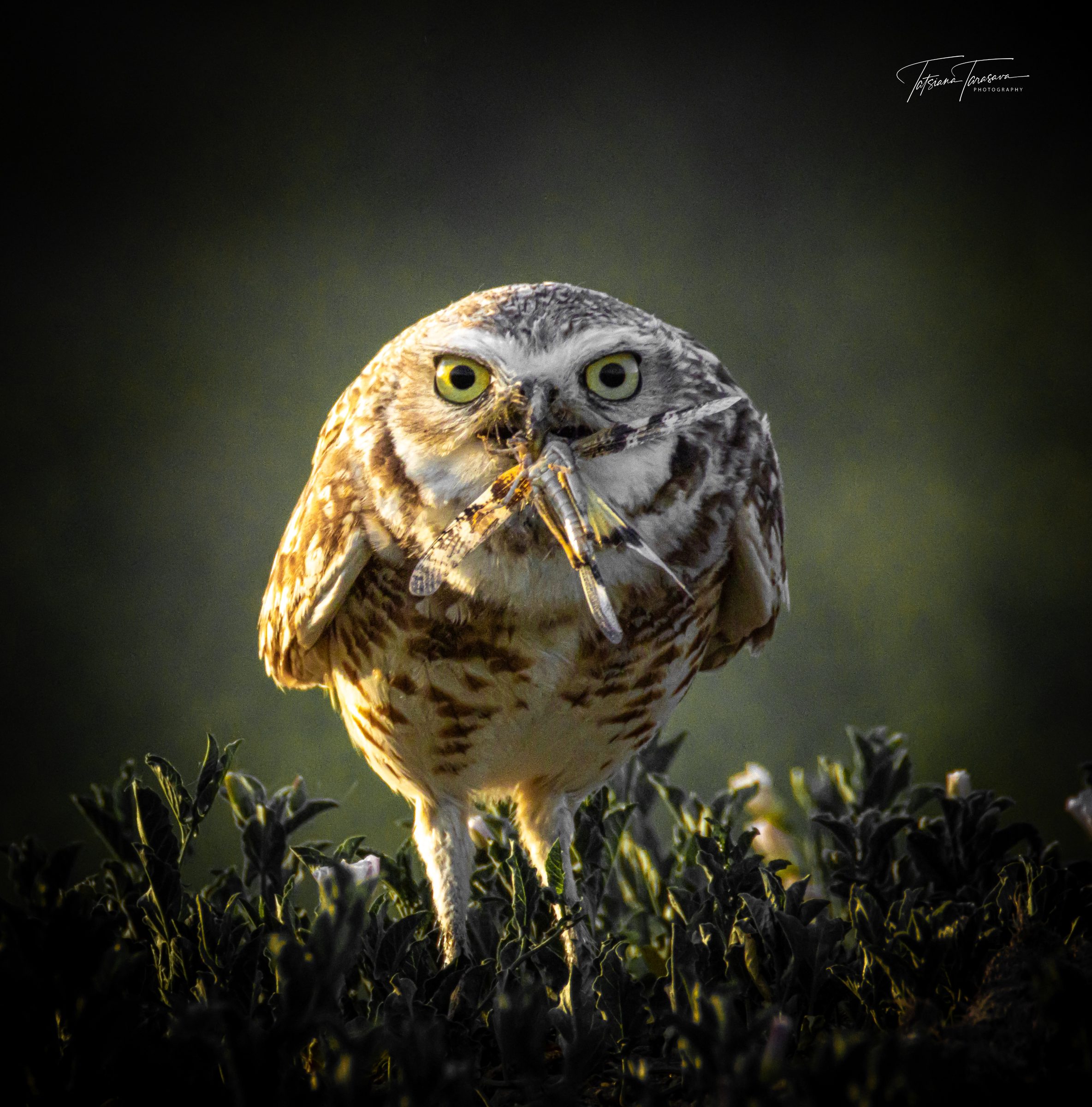 A burrowing owl with a grasshopper in its beak