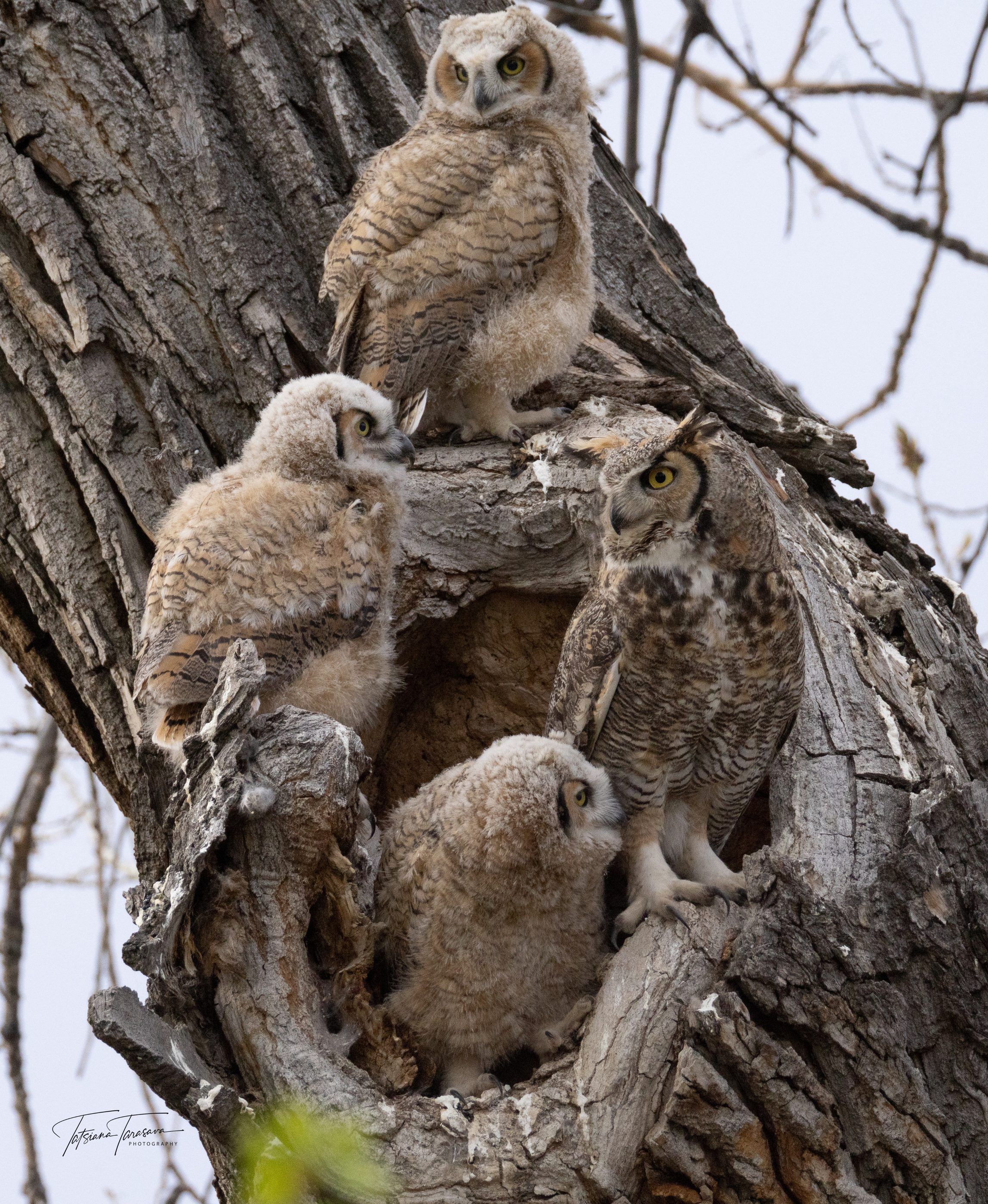 A great horned owl and three fledglings at a hollow in a tree