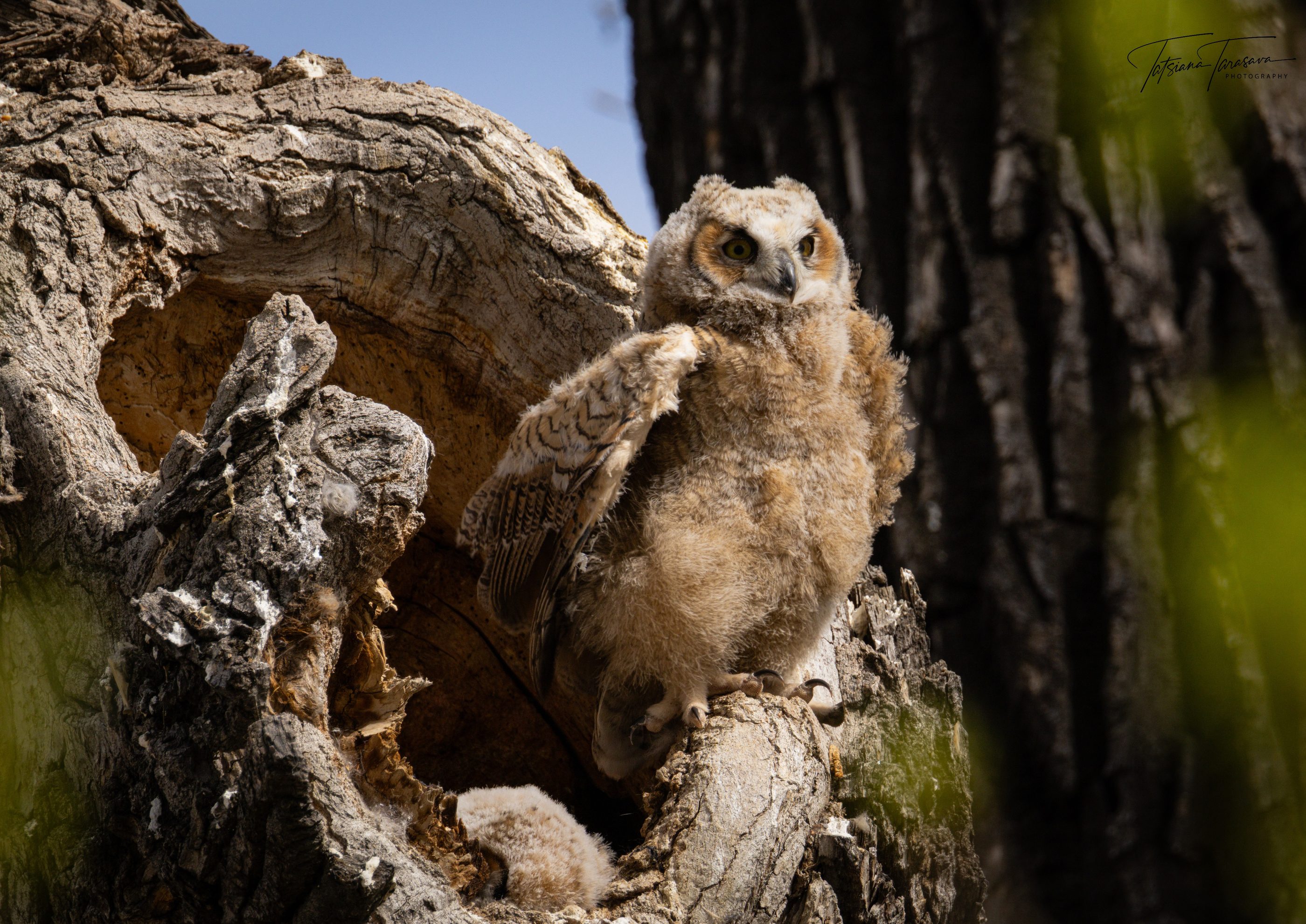 A great horned owlet at a tree cavity, another inside