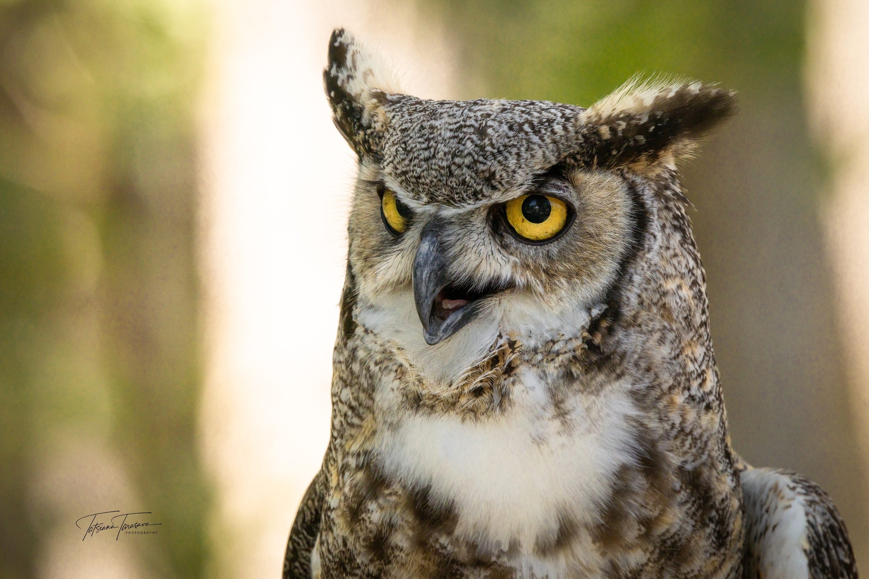 A great horned owl looking back over its shoulder