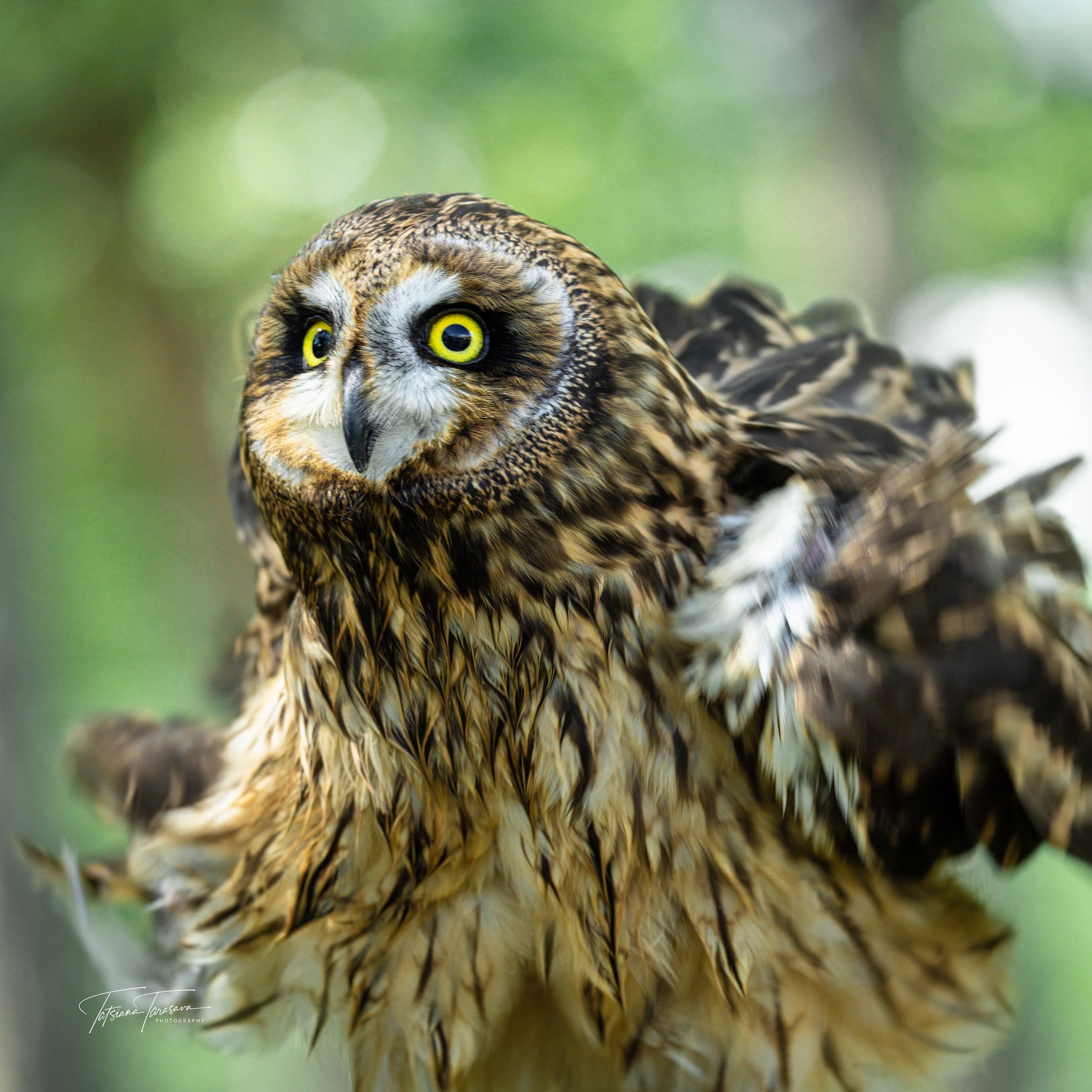 A short-eared owl looking into the camera with yellow eyes