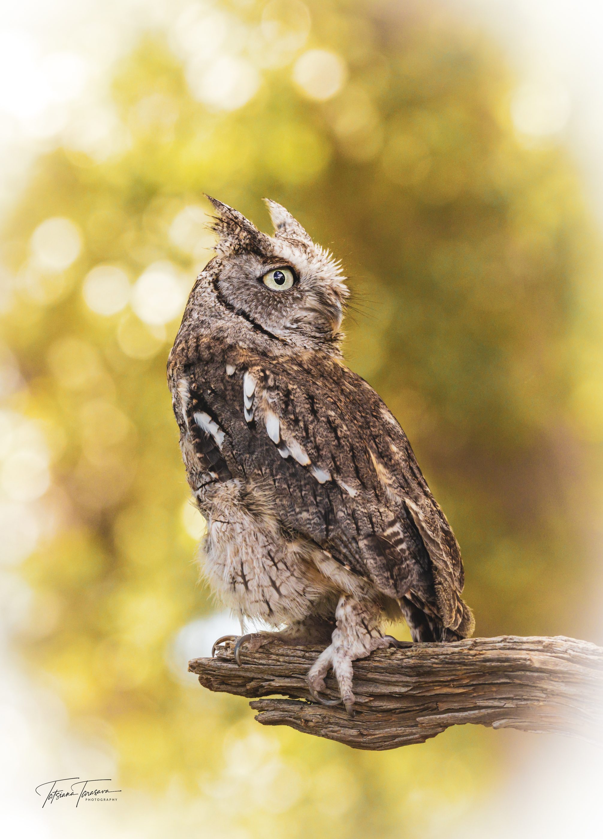 A small owl on a weathered branch in golden evening light, looking aside