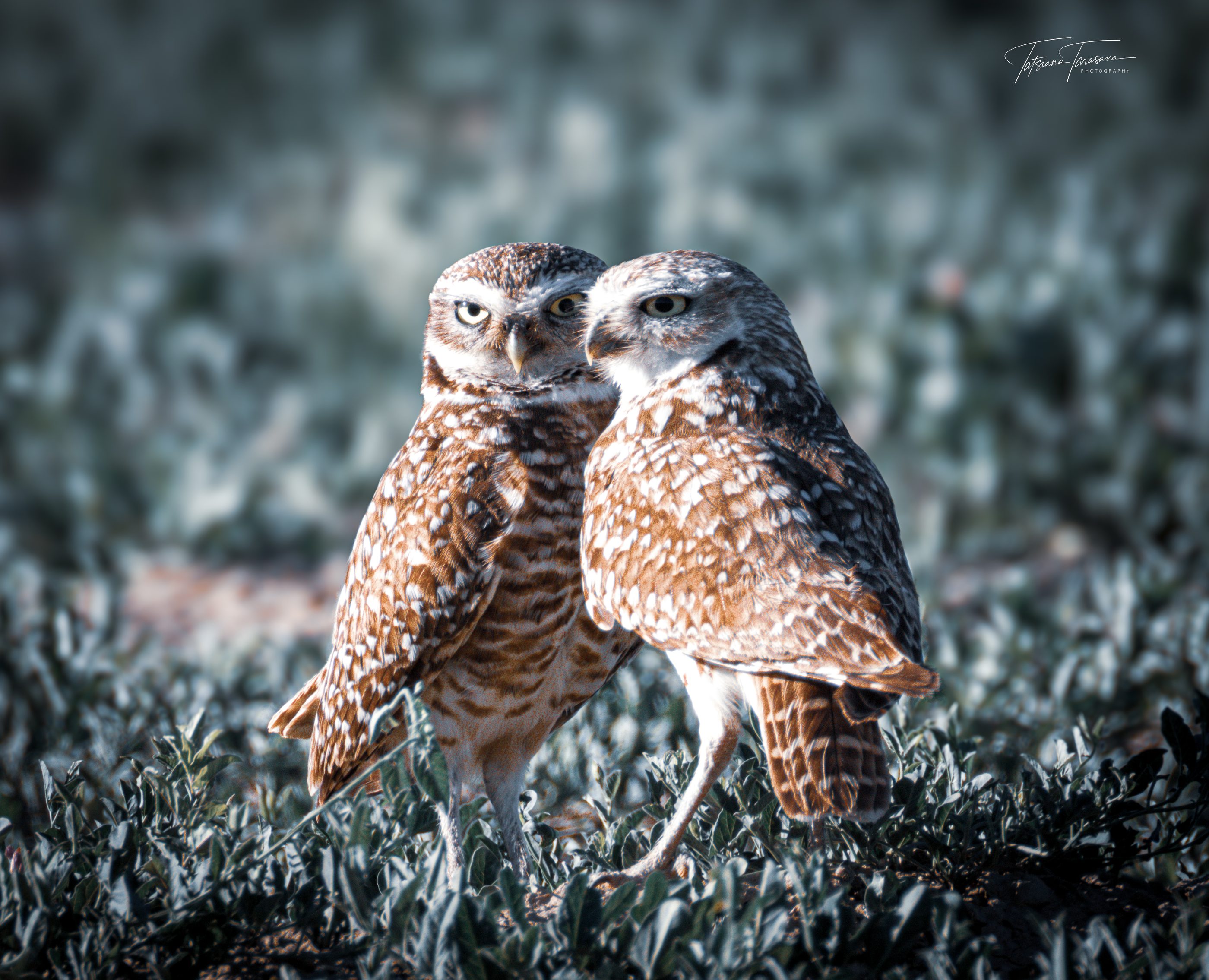 Two burrowing owls standing close together