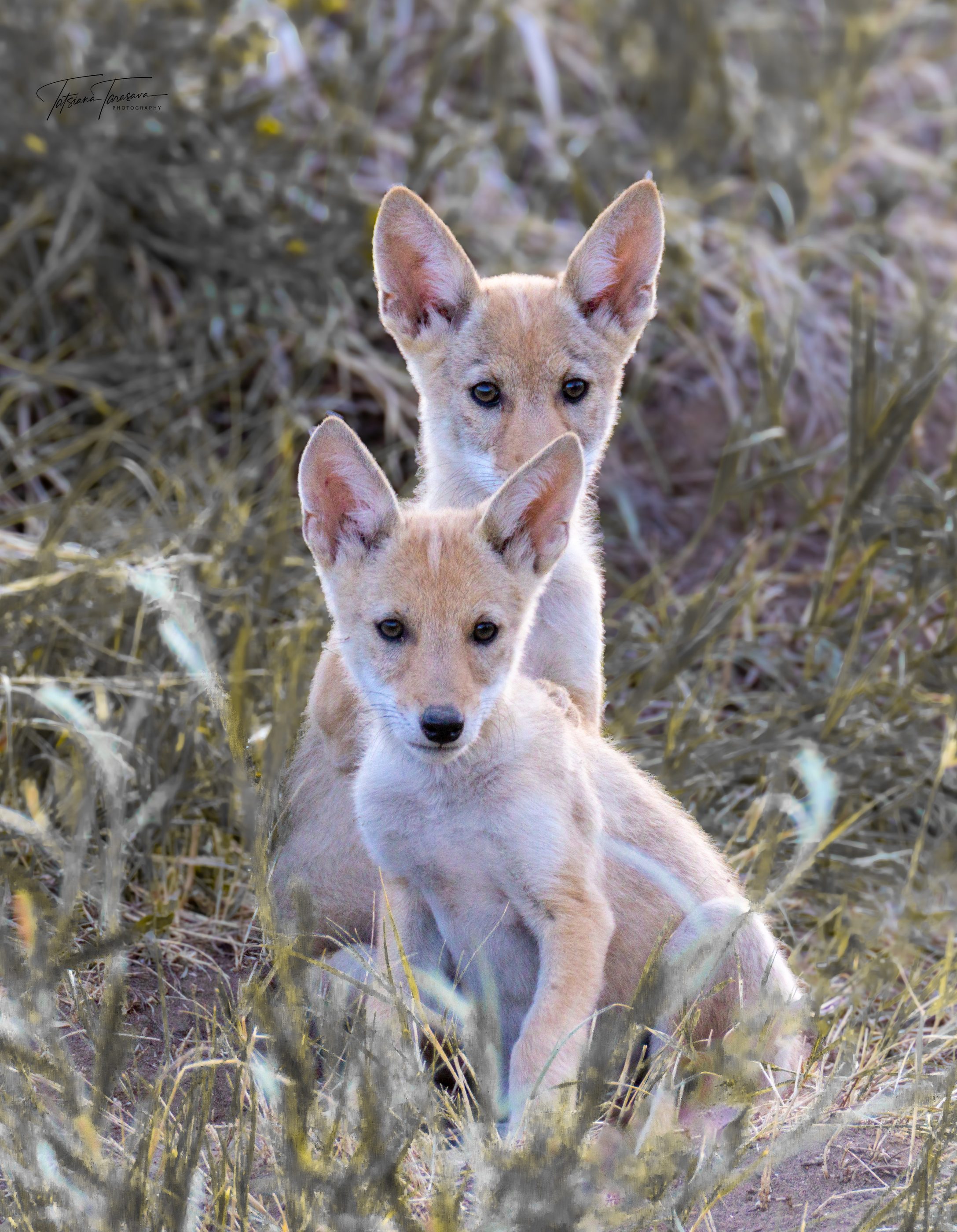 A pronghorn on open prairie